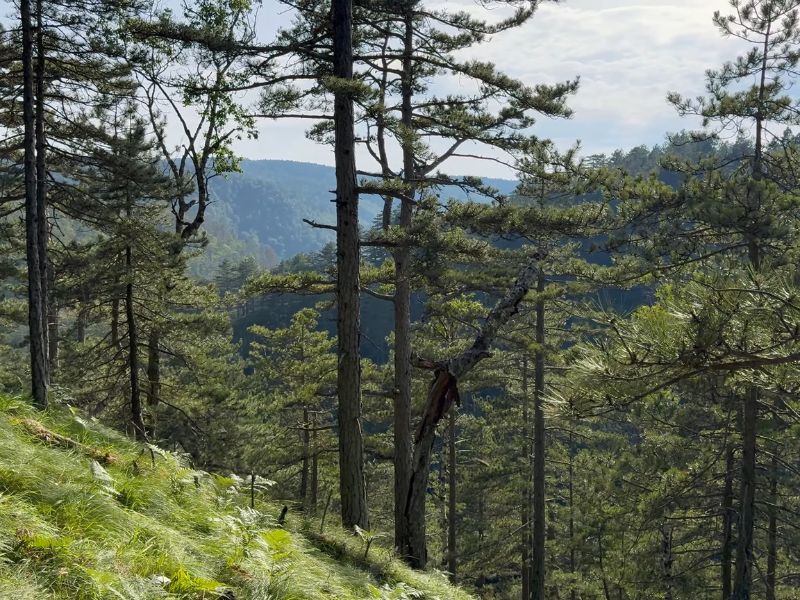 prikaz flore i faune na planini maljen